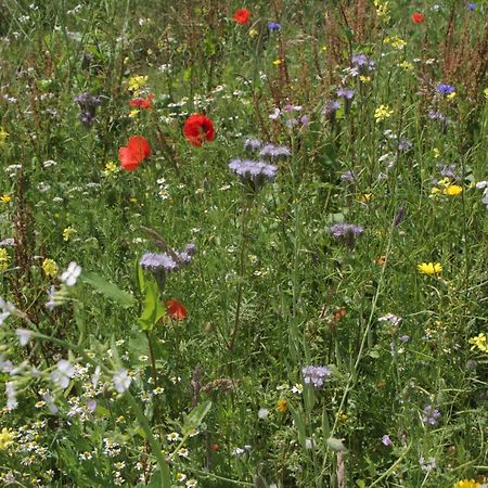 Sfeervol Chalet Midden In De Natuur Halle Bagian luar foto